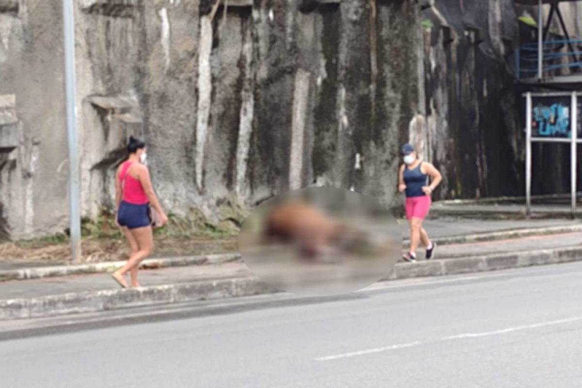 Cavalo é encontrado morto na Av. Heitor Dias nesta sexta-feira (23), em Salvador