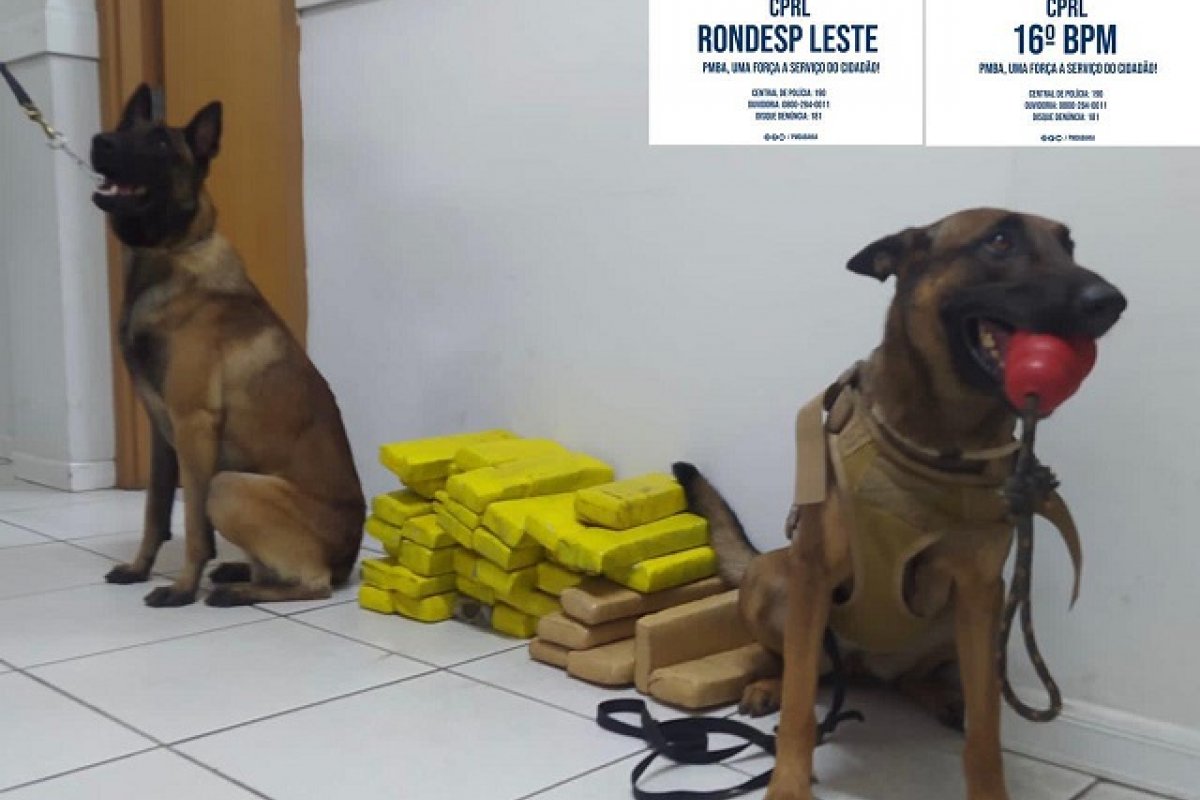 Polícia Militar apreende 30 quilos de maconha na cidade de Araci