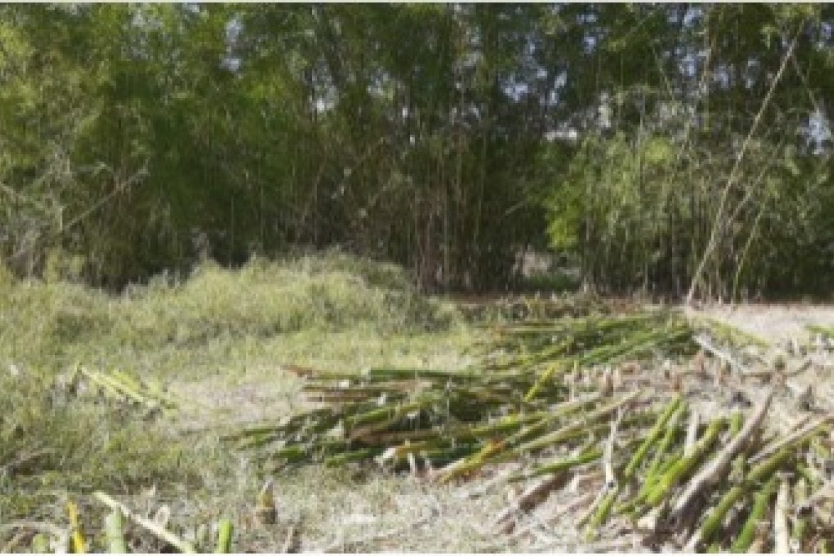 Agressões às religiões de matriz africana seguem acontecendo na Bahia mesmo na pandemia