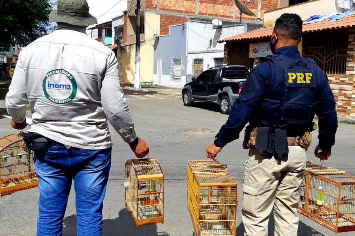 Inema apreende pássaros de diversas espécies em operação no sul da Bahia