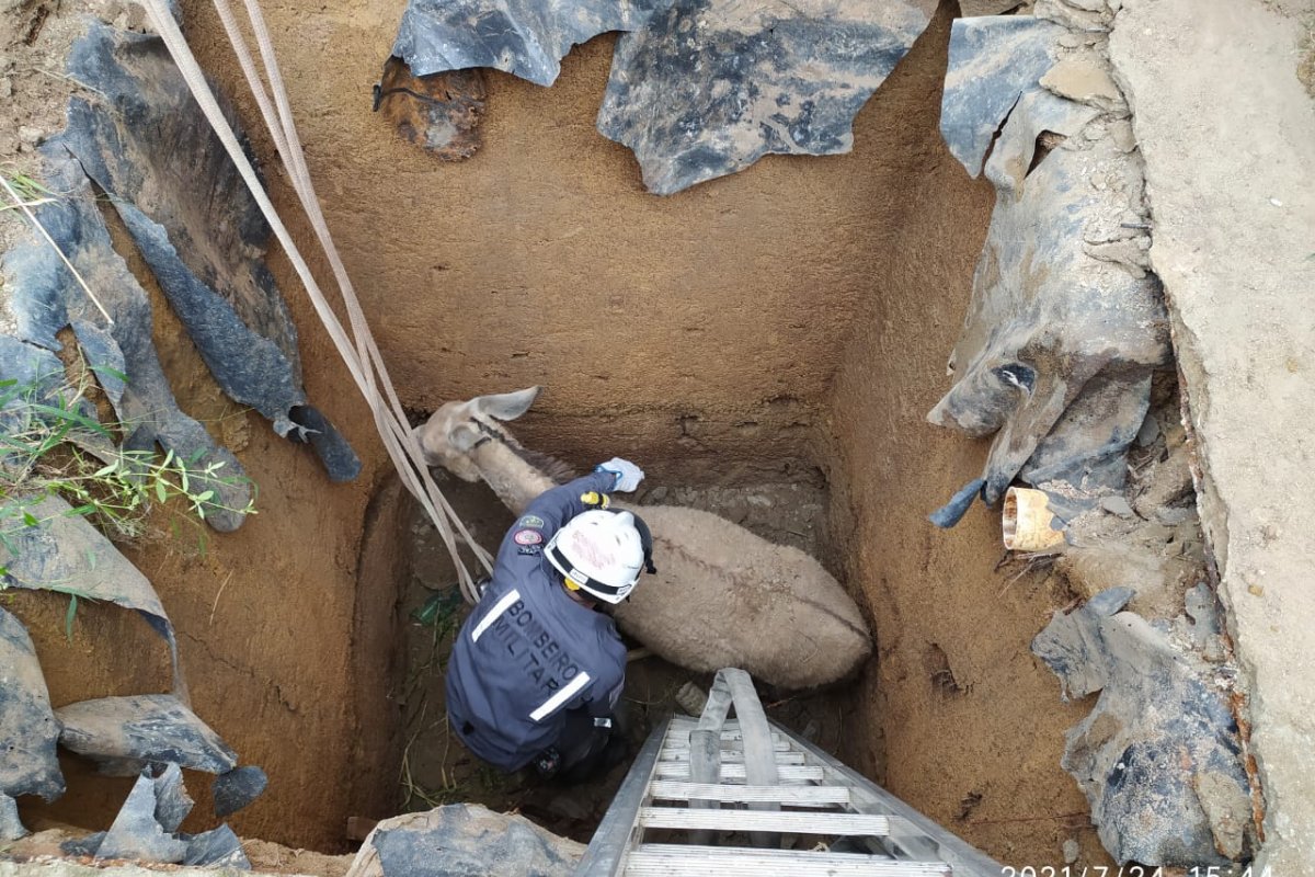 Bombeiros resgatam jumenta grávida que caiu em fossa de 4 metros