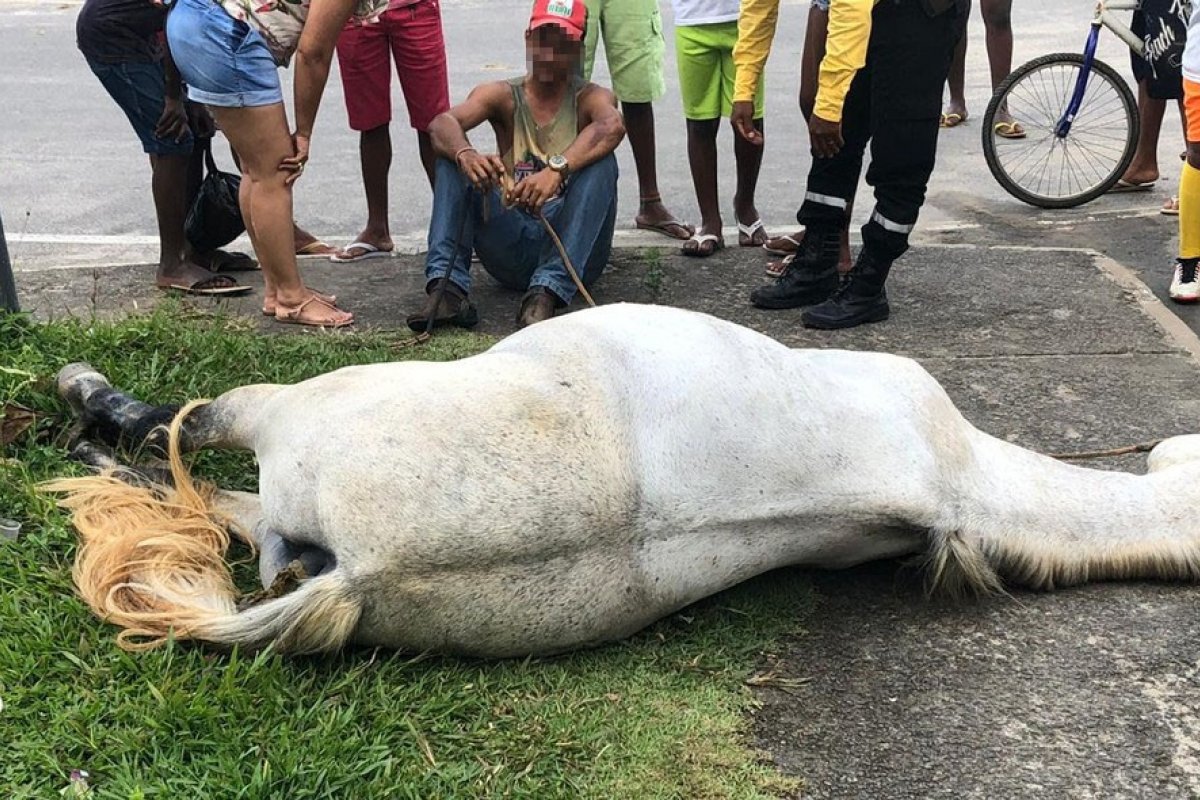 Cavalo morre eletrocutado no recôncavo baiano