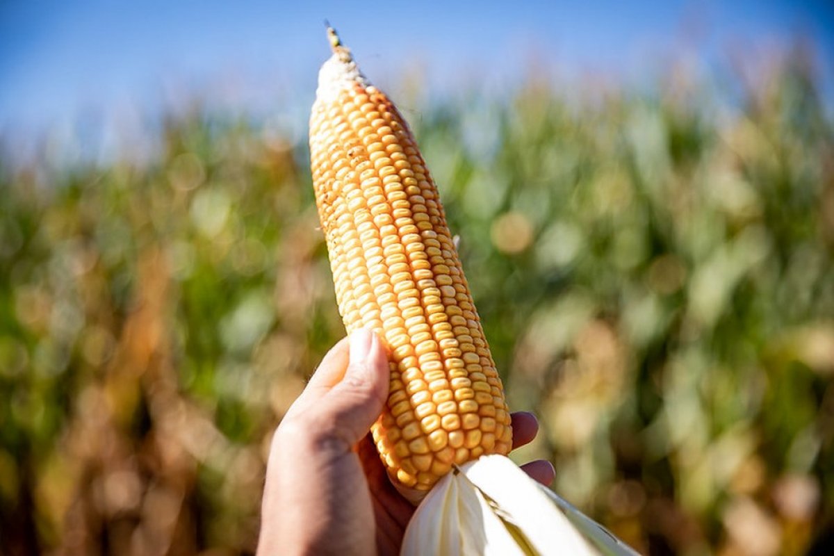 Em meio a quebra de safra, JBS confirma contratação de 30 navios com milho da Argentina