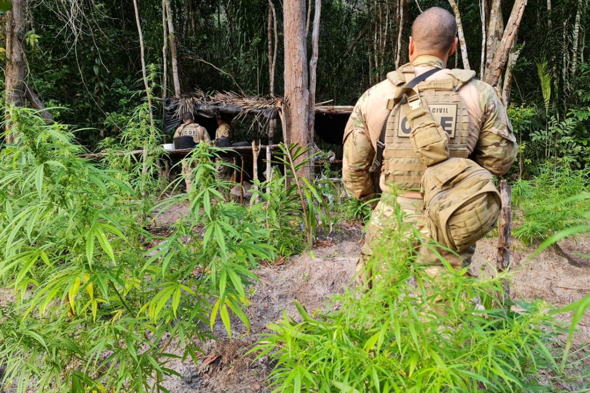 Polícia encontra três mil pés de maconha escondidos em sítio