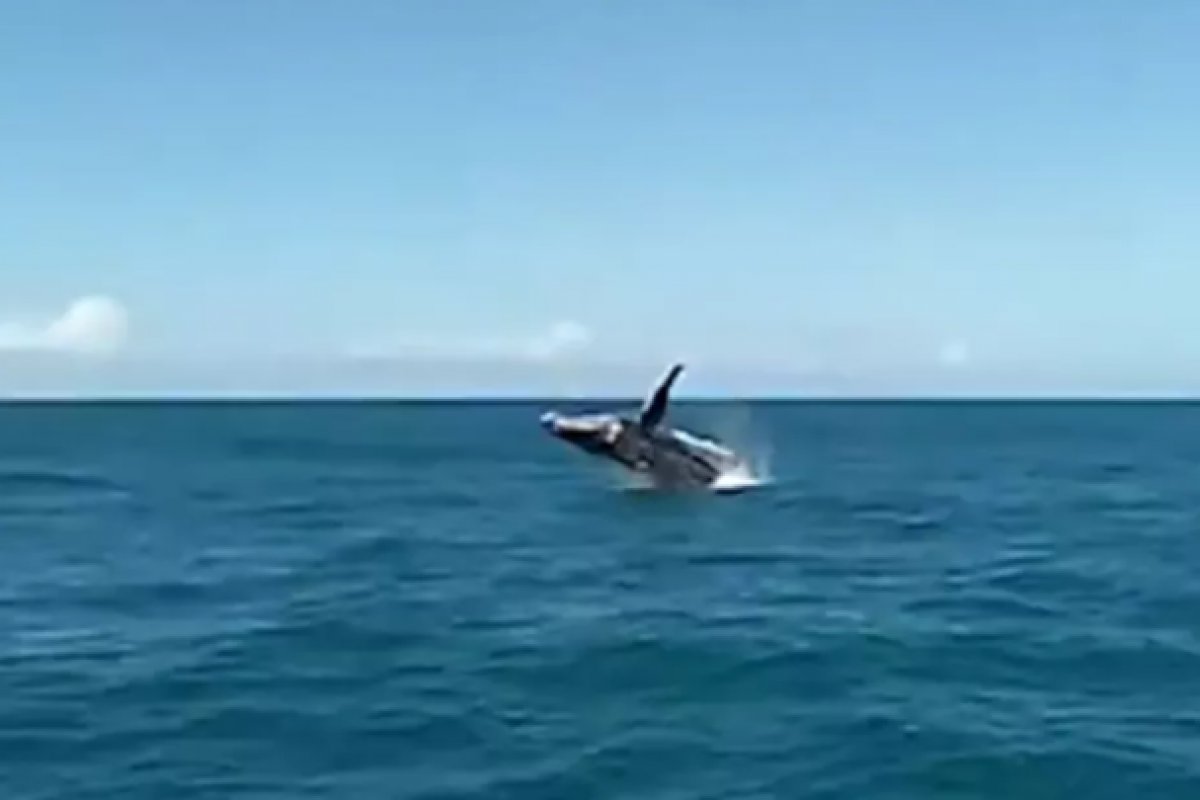 Turistas avistam baleias jubarte durante passeio na Bahia