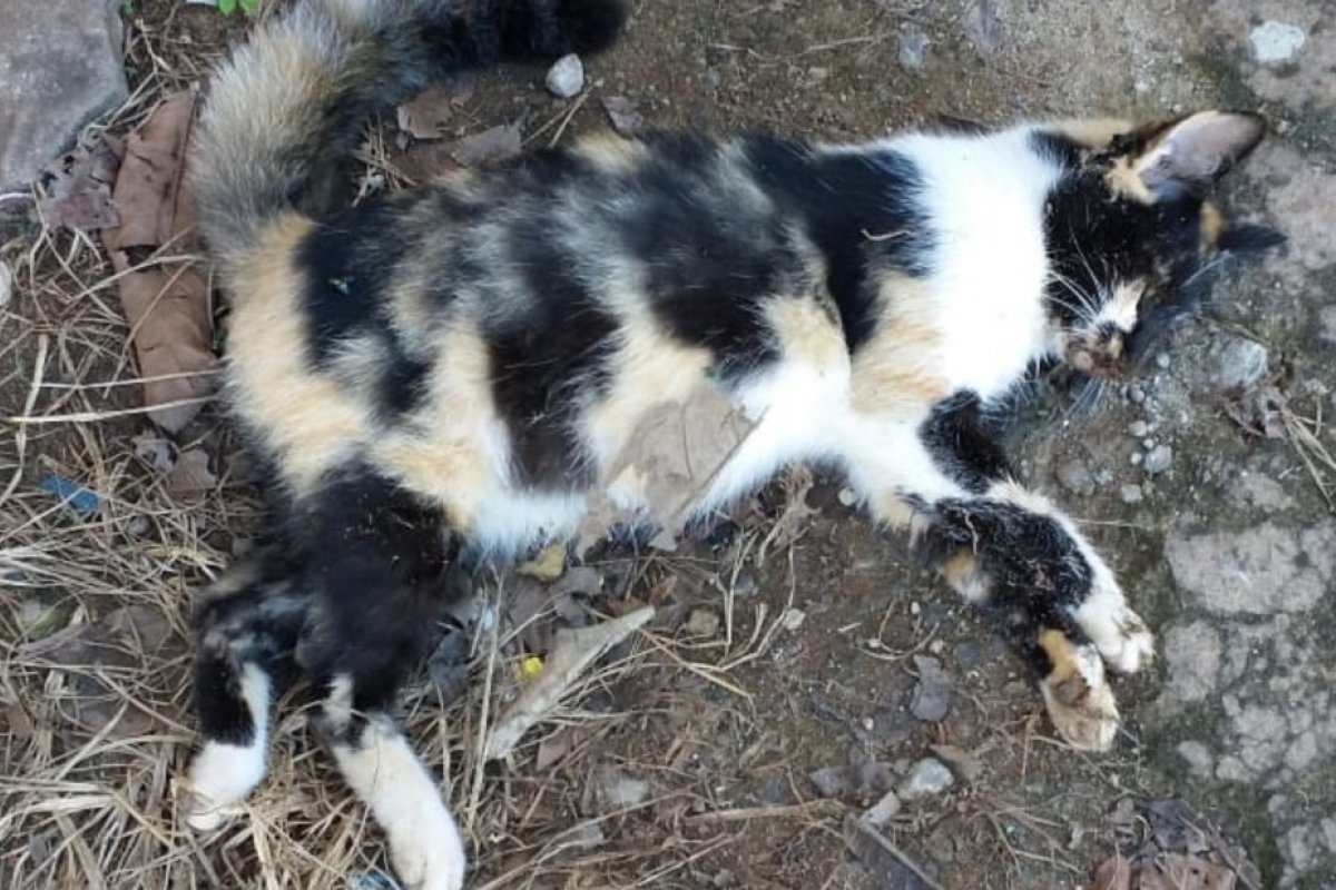 Polícia investiga morte por envenenamento de 15 gatos em Barra Grande