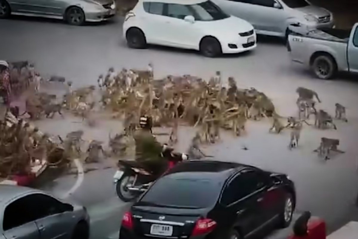 Vídeo: guerra entre gangues de macacos para o trânsito na Tailândia