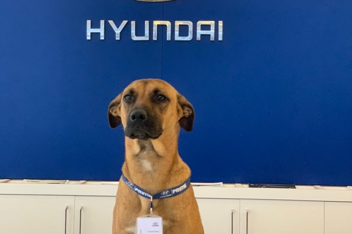 Hyundai promove campanha de adoção de pets nas redes sociais