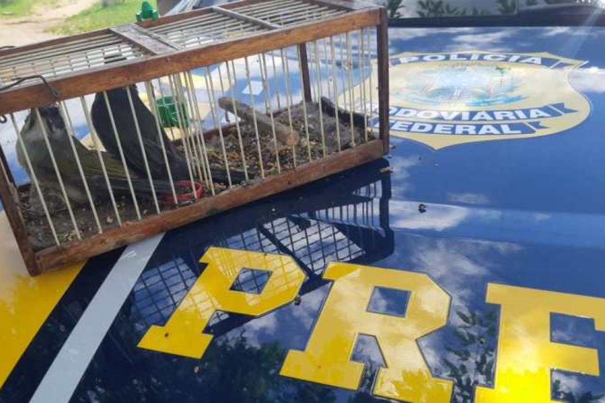 Polícia resgata aves silvestres aprisionadas em gaiola dentro de carro na BR 116 