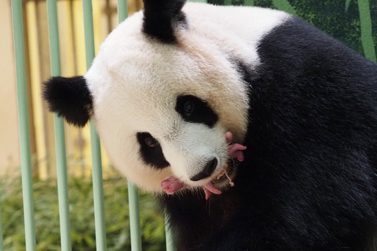 Panda gigante dá à luz sozinha a dois filhotes em zoológico na França