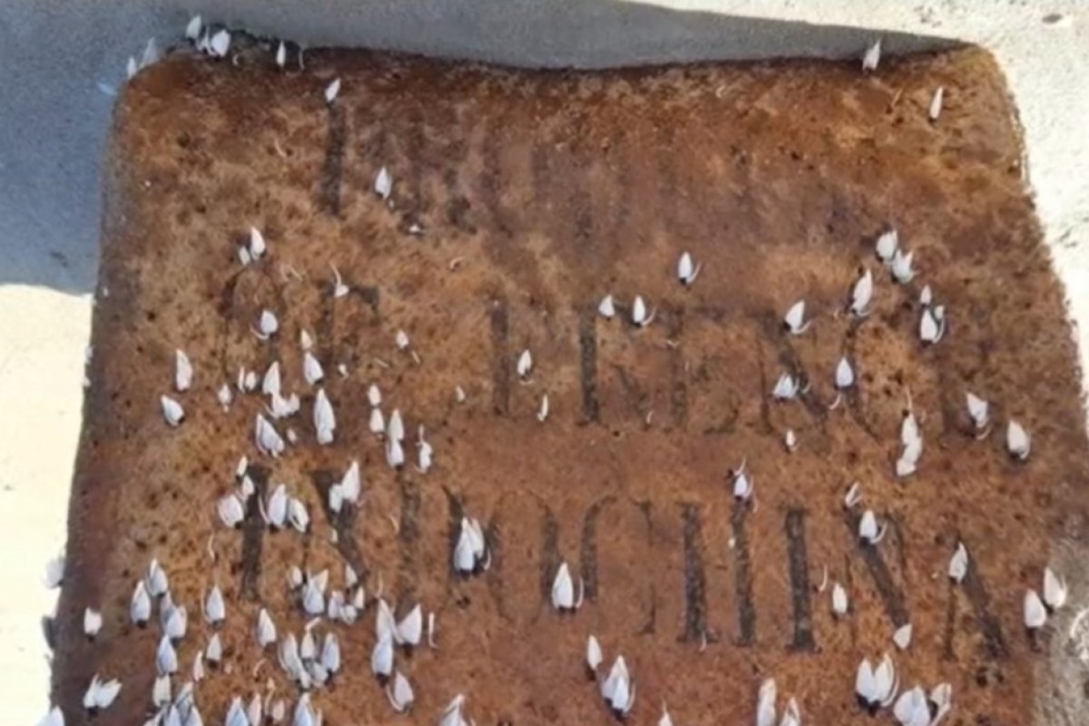 'Caixas misteriosas' são fardos de borracha de navio nazista, diz pesquisador