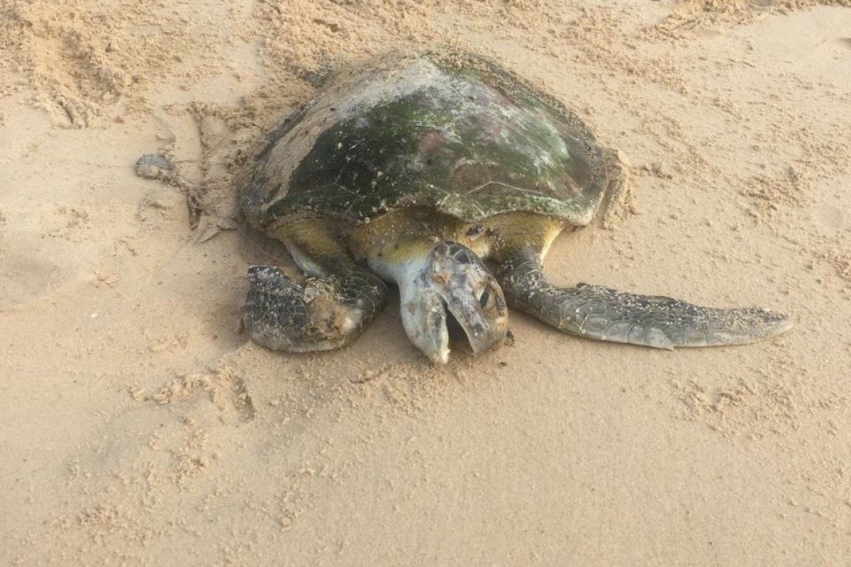 Tartaruga é encontrada morta na praia de Ondina, em Salvador