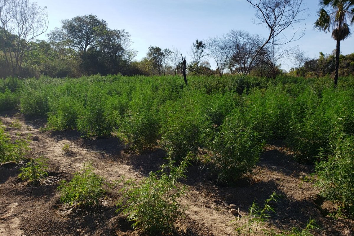 Plantação com mais de 30 mil pés de maconha é erradicada em Cotegipe