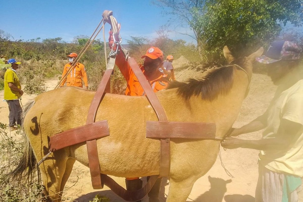 Corpo de Bombeiros resgatam égua depois de cair em vala e ficar atolada em Barreiras, no oeste da Bahia