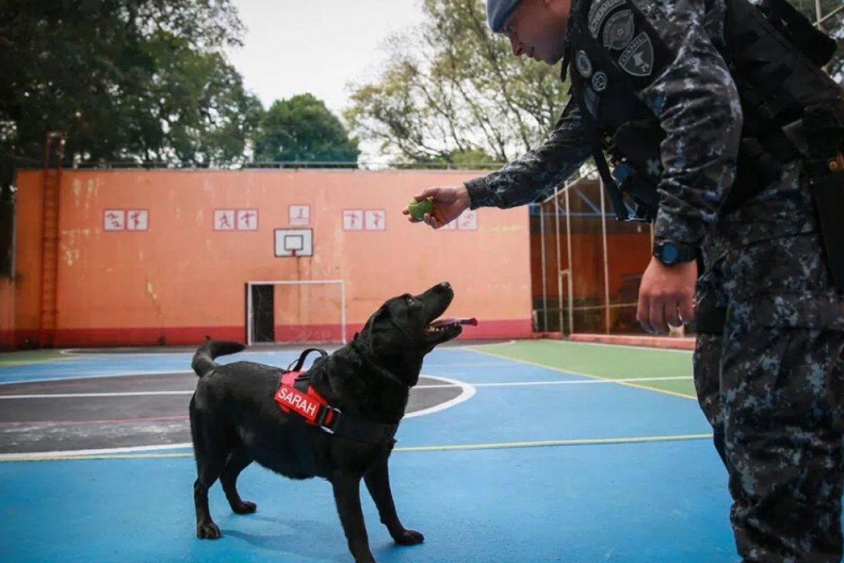 Cadela Sarah, que atuou nas buscas em Brumadinho, se aposenta após 5 anos de trabalho no Corpo de Bombeiros de SP
