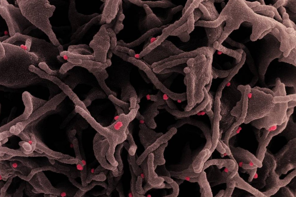 Estudo aponta riscos de nova variante do coronavírus 'Lota'