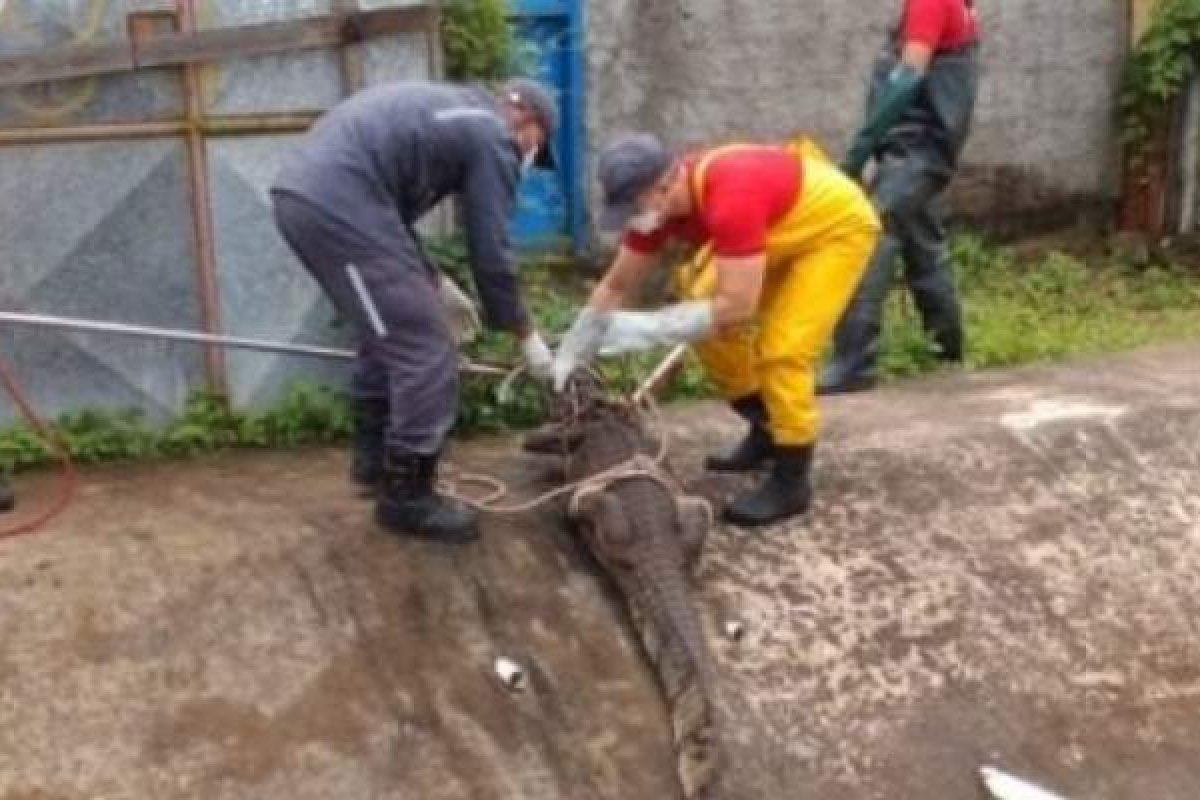 Bombeiros resgatam jacaré em canal pluvial de Feira de Santana