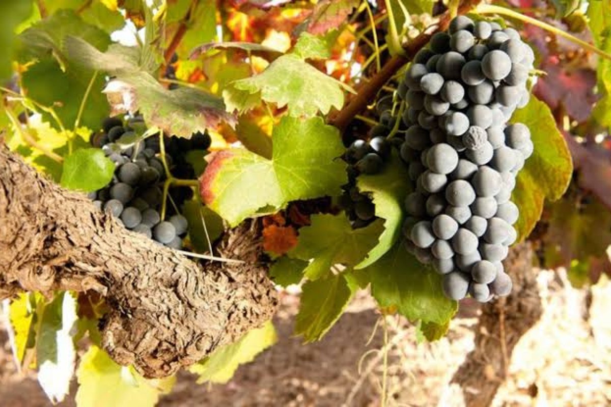 6 castas de uva do Alentejo e os tipos de viajantes com quem elas combinam