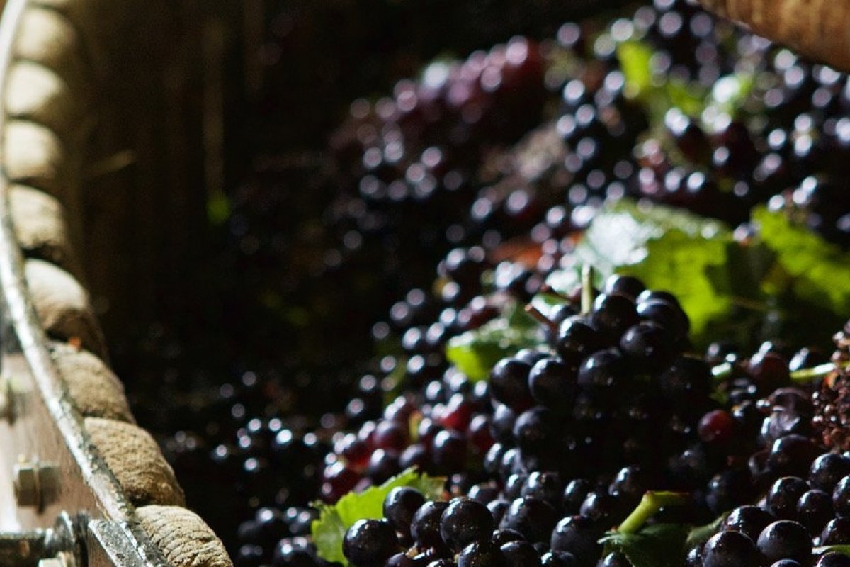 5 sugestões para celebrar o dia internacional da Pinot Noir