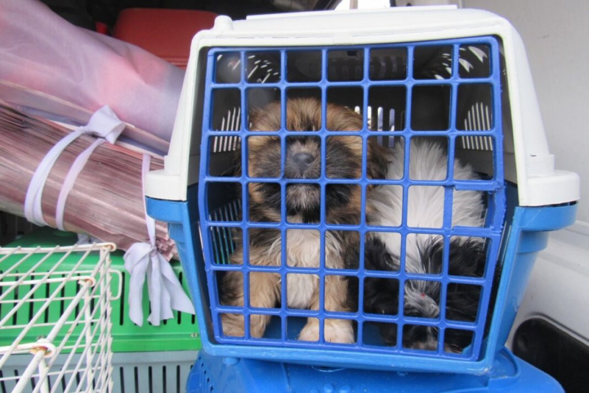 Operação resgata 30 filhotes em canil clandestino de São Paulo
