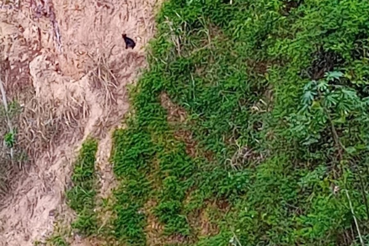 Bombeiros de Itabuna resgatam cachorro em ribanceira de cerca de 20 metros