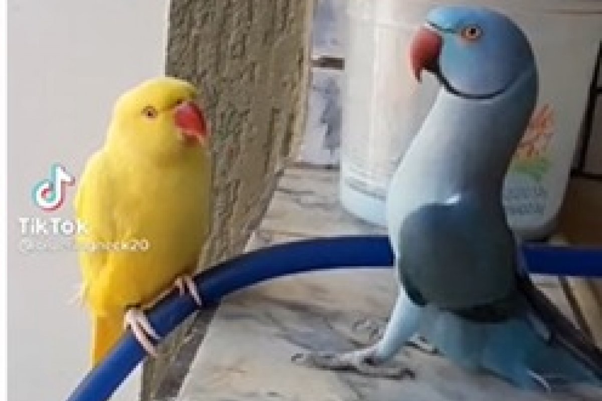 Vídeo com periquitos ganha destaque nas redes sociais