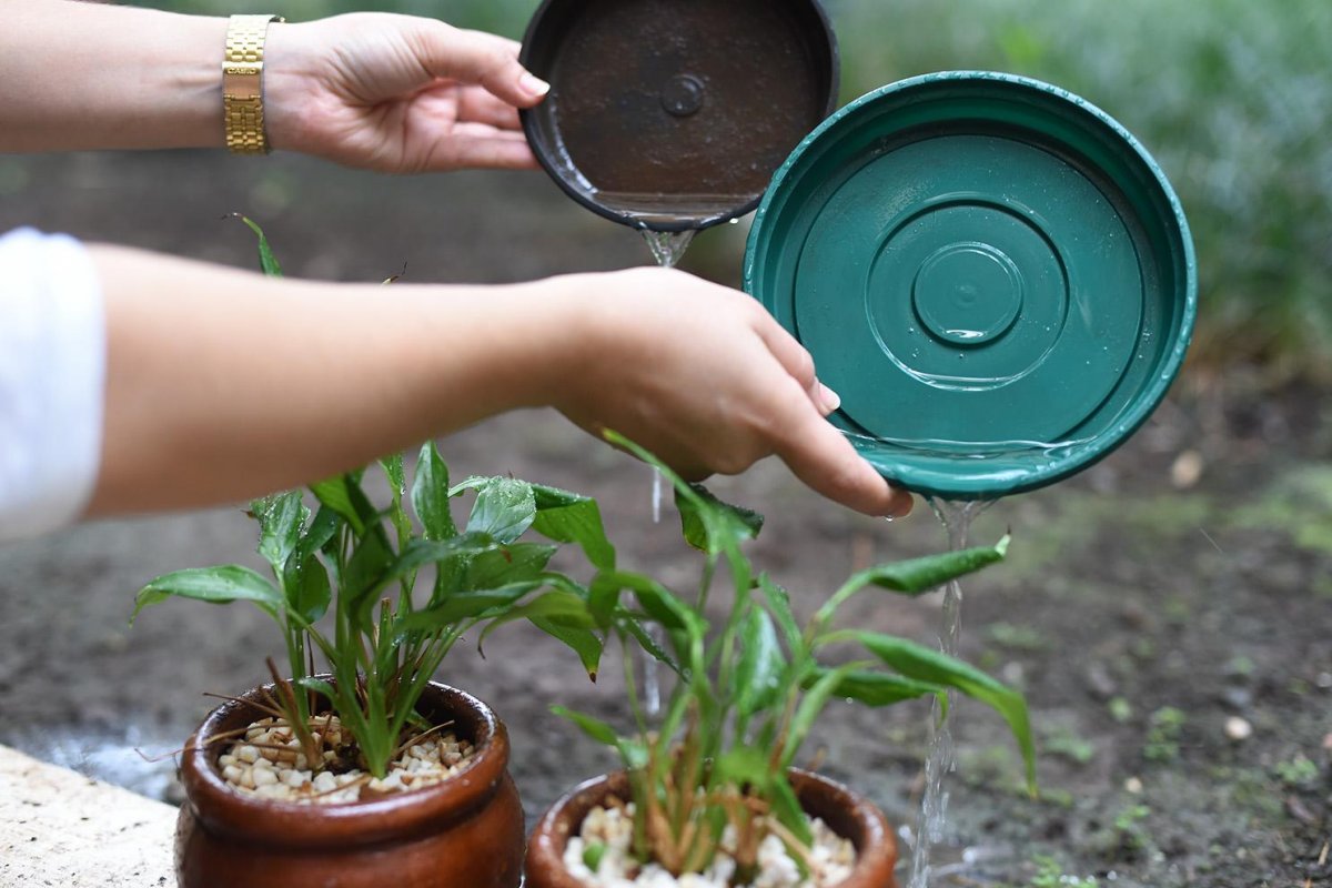 Mutirões de combate ao Aedes aegypti são realizados no subúrbio de Salvador