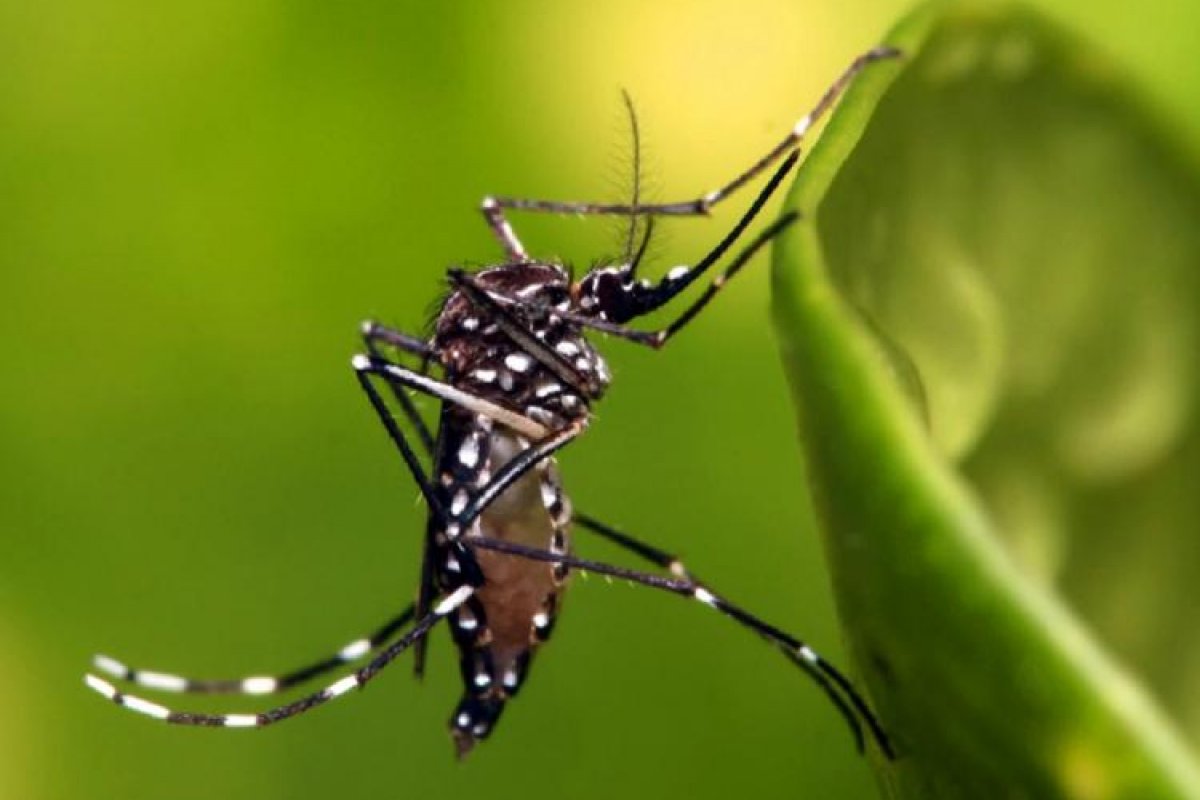 Cruzamento cria "super mosquito" em Jacobina, centro-norte da Bahia