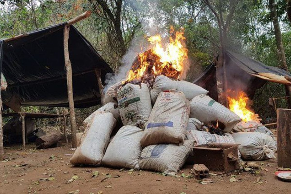 PF destrói 3 mil toneladas de maconha no Paraguai
