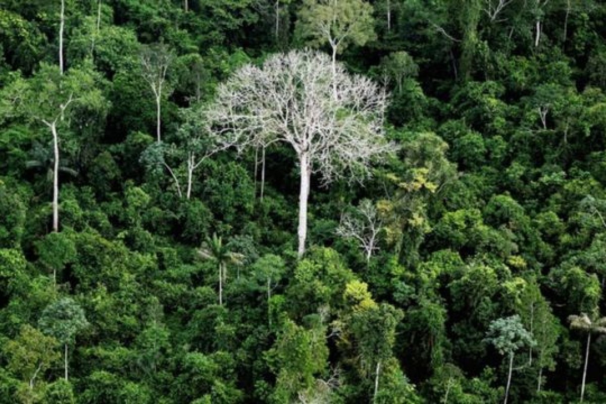 Senado promove debates sobre biodiversidade e marco legal da Amazônica