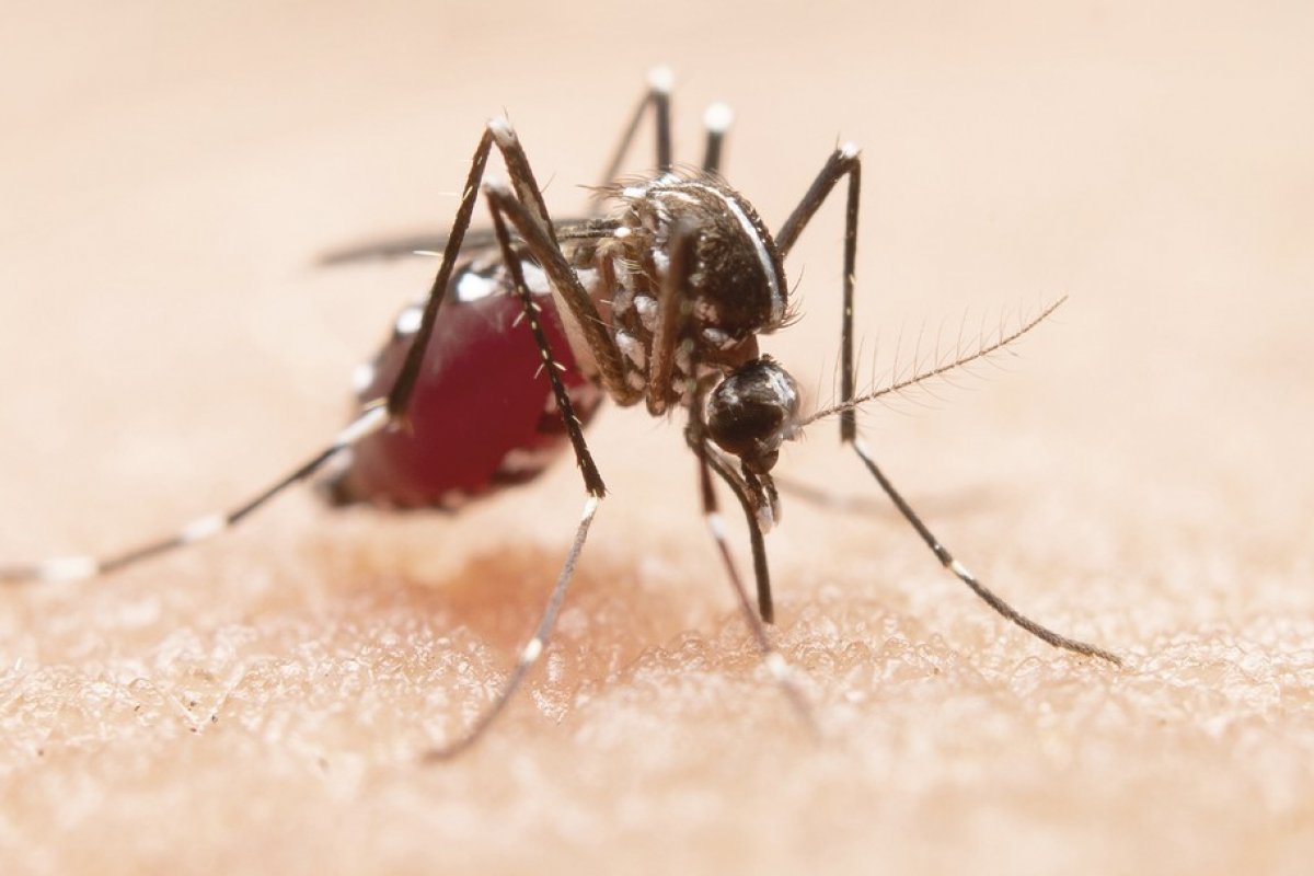 Monitoramento da Sesab aponta redução de casos de dengue, chikungunya e zika na Bahia