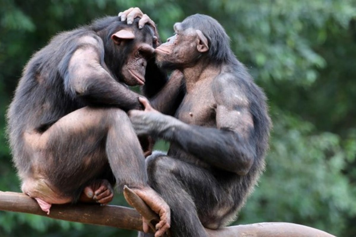 Estudo aponta que macacos se cumprimentam ao chegar e sair de encontros