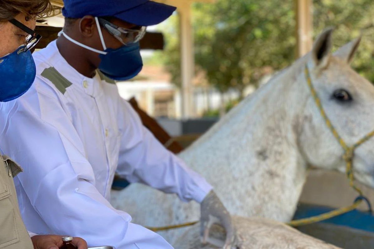 Soros produzidos por cavalos possuem anticorpos potentes para covid-19