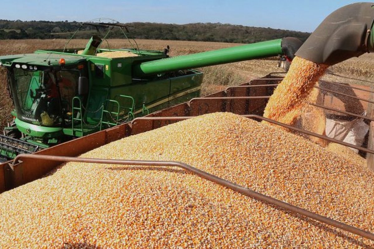 Medida provisória reserva milho da Conab para pequenos criadores de animais