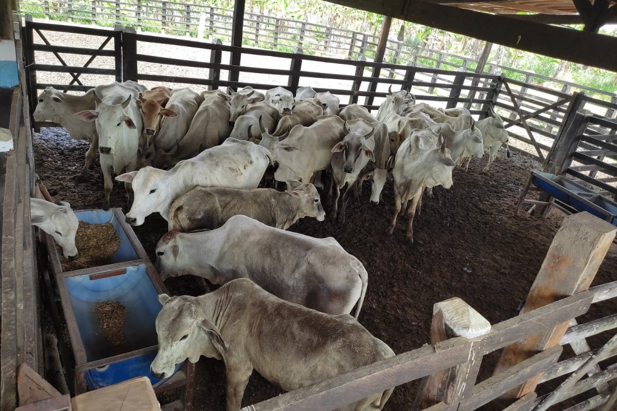 Polícia apreende carga roubada com mais de 20 bovinos