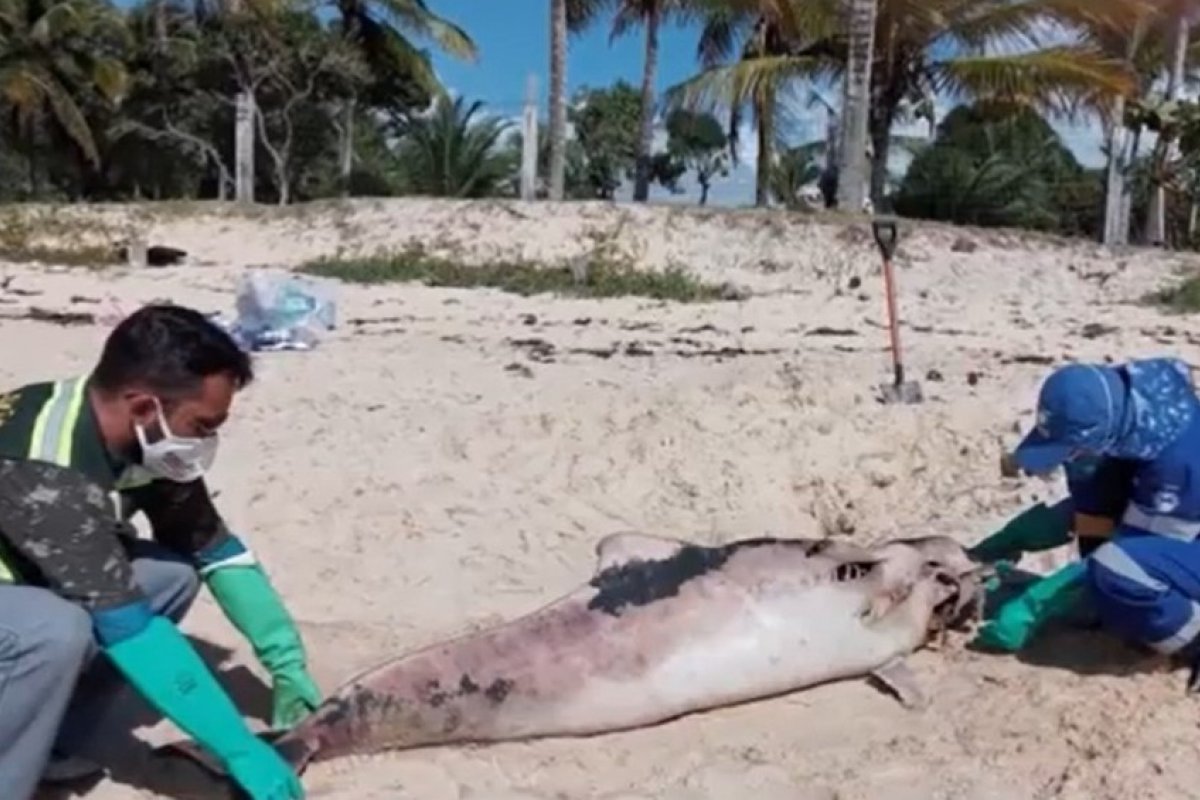 Golfinho é encontrado morto em praia no extremo sul da Bahia