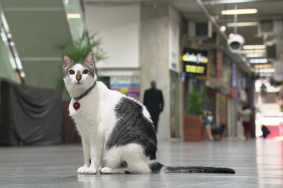 Gato "ganha direito" na justiça de circular em galeria proibida para animais no Rio