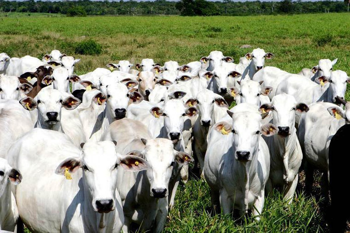 Rebanho baiano de ovinos bate recorde em 2018, diz IBGE