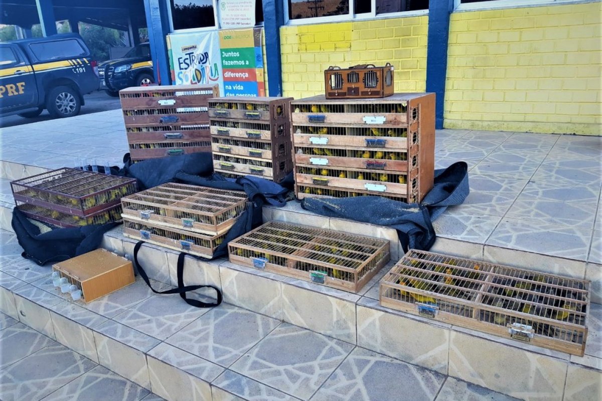 PRF apreende 800 aves silvestres na região da Chapada Diamantina
