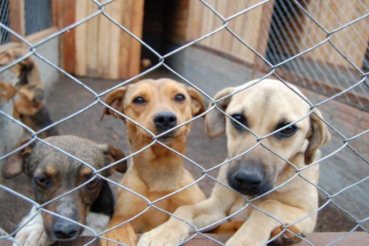 Condado na Austrália sacrifica cachorros sob justificativa de evitar infecções por Covid-19