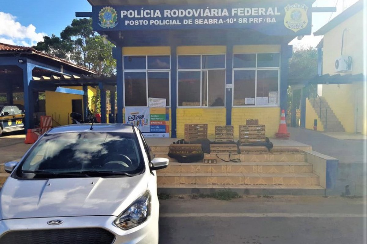 Mais de 800 pássaros são encontrados em carro no interior da Bahia