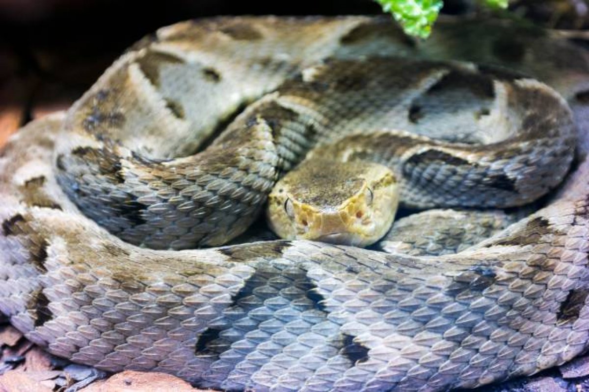 Veneno da cobra Jararacuçu pode impedir reprodução do coronavírus