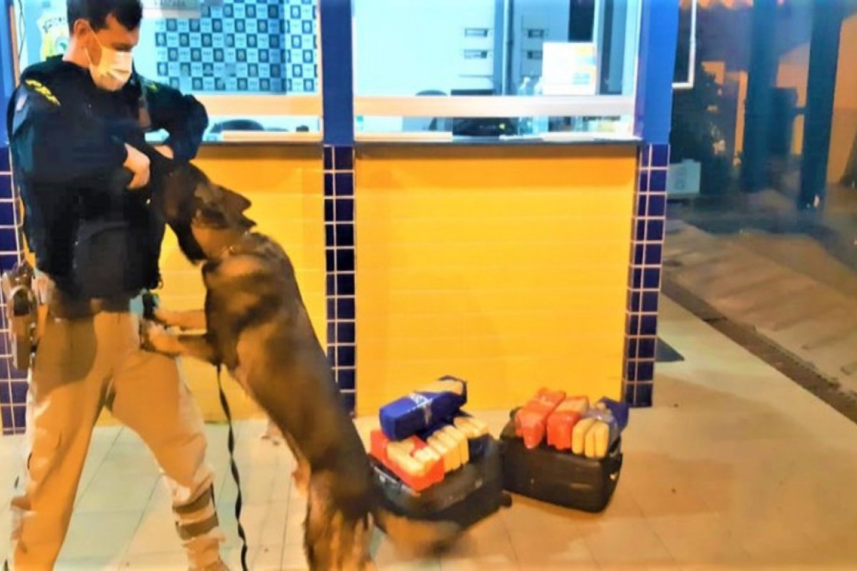 Em ação com cão farejador, polícia prende homem transportando droga dentro de ônibus em Feira de Santana