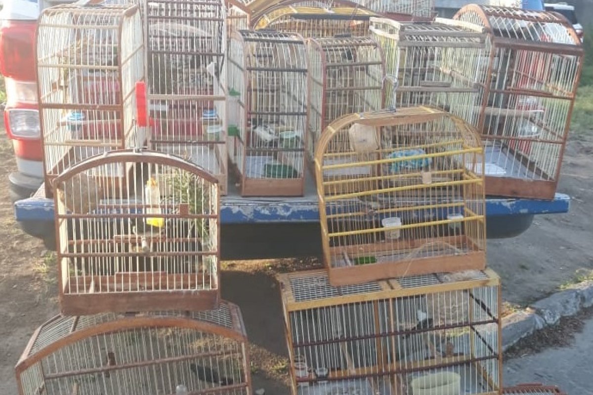 Cerca de 43 pássaros silvestres são apreendidos em Porto Seguro