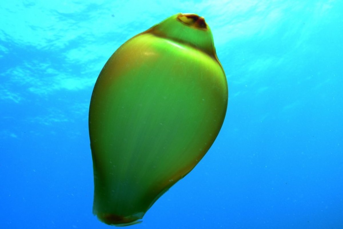 Ovo de tubarão-lixa é fotografado durante mergulho em Fernando de Noronha