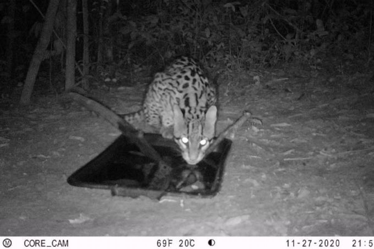 Animais selvagens começam a voltar para Brumadinho quase mil dias após rompimento de barragem