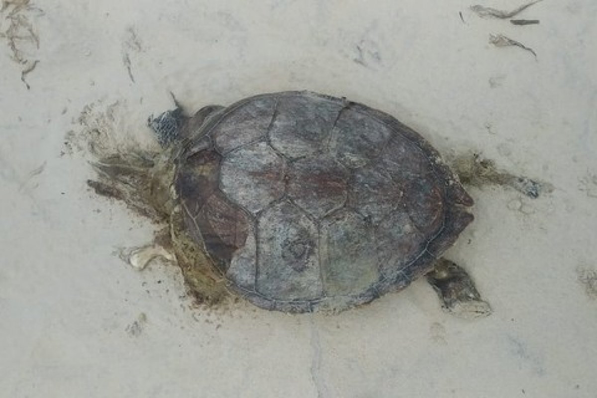 Tartarugas são encontradas mortas em praias de Ilhéus