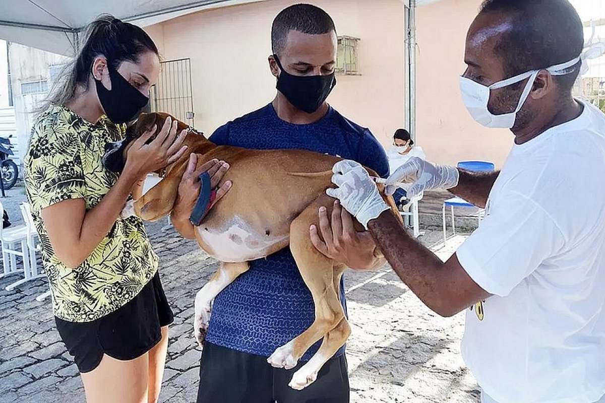 Salvador: Mais de 50 mil cães e gatos já foram imunizados durante Campanha de Vacinação Antirrábica