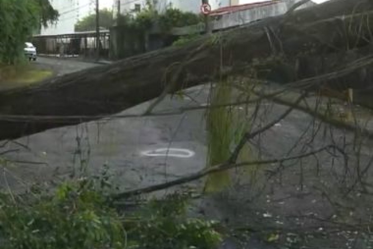 Queda de árvore interdita via no bairro da Graça, em Salvador