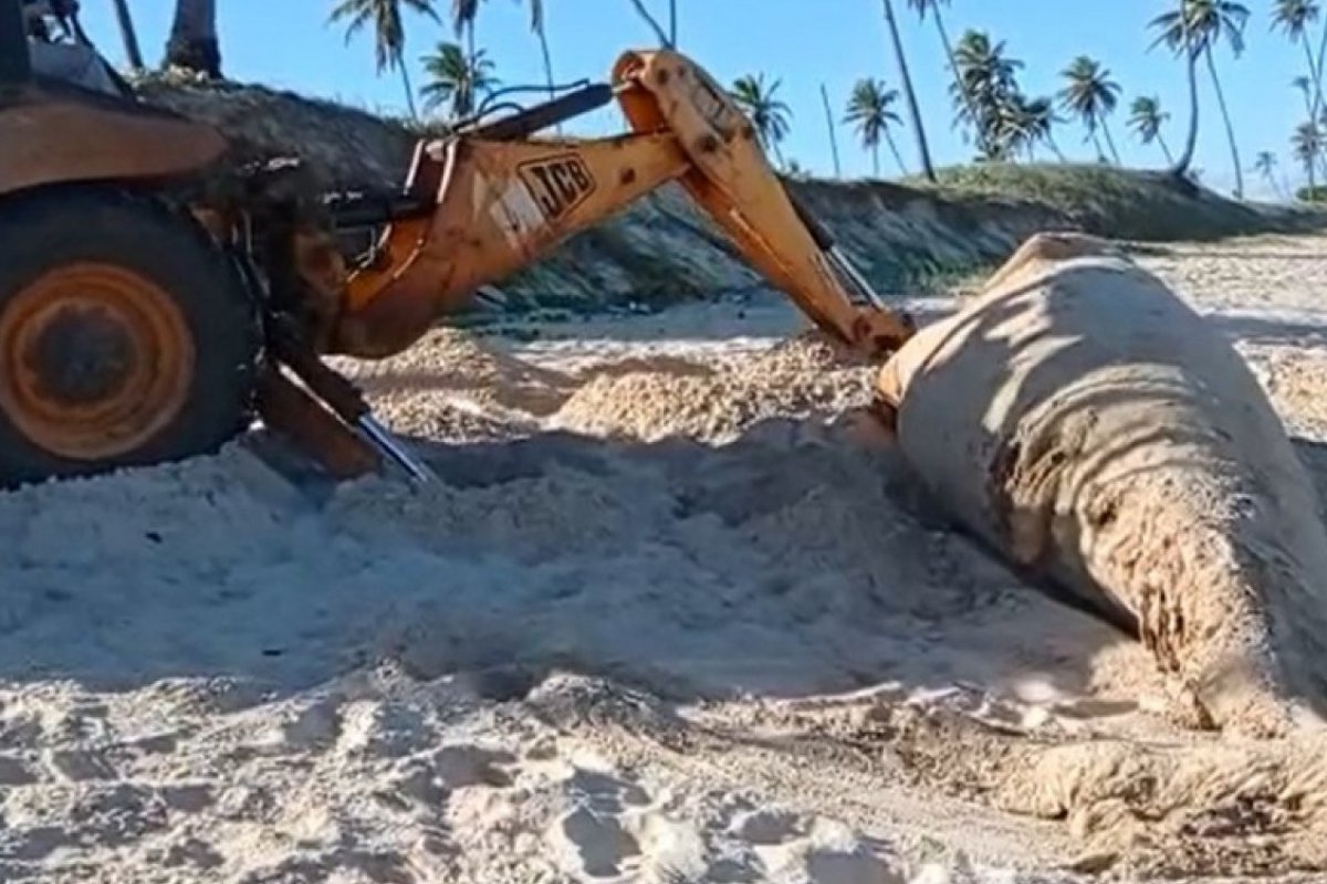 Filhote de baleia jubarte é enterrado em Camaçari